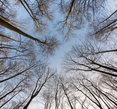 Fotobehang kroon van de bomen met duidelijke blauwe hemel