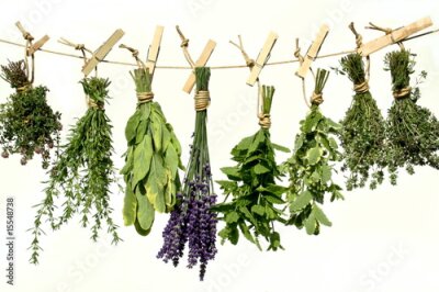 Kruiden aan een touw met clips