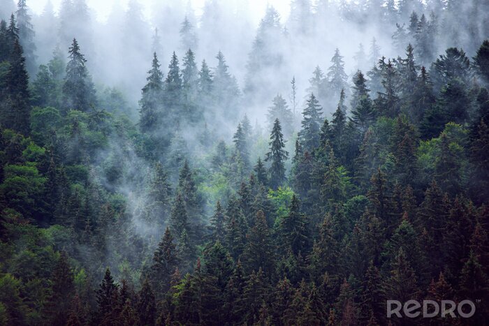 Fotobehang Kruin van coniferen op een berghelling