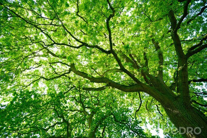 Fotobehang Kruin van een oude eik