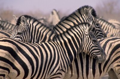 Fotobehang Kudde Afrikaanse dieren