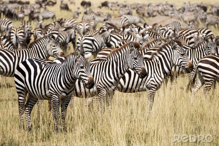 Fotobehang Kudde dieren in de Serengeti