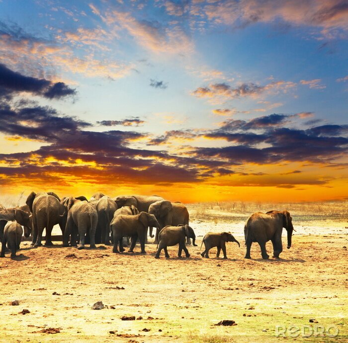 Fotobehang Kudde dieren op de savanne