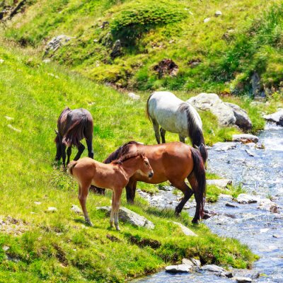 Fotobehang Kudde paarden bij de bergbeek