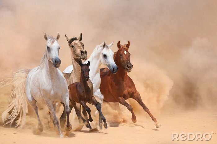 Fotobehang Kudde paarden galopperend door de woestijn