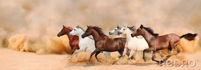 Fotobehang Kudde paarden galopperend in het stof
