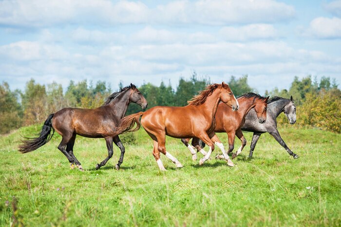 Fotobehang Kudde paarden in galop