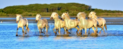 Fotobehang Kudde paarden loopt door water