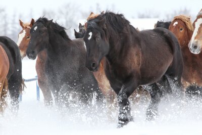 Fotobehang Kudde paarden lopen in de sneeuw