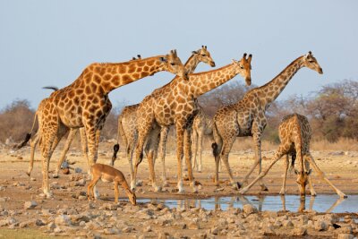 Fotobehang Kudde schattige giraffen
