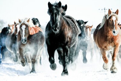 Kudde wilde paarden in de sneeuw