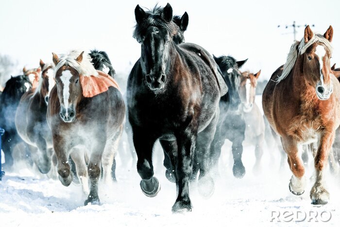 Fotobehang Kudde wilde paarden in de sneeuw