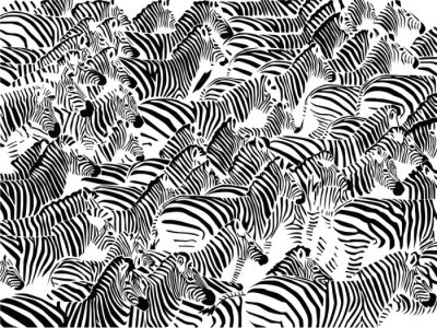 Kudde zebra vector