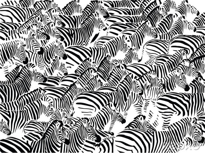 Fotobehang Kudde zebra vector