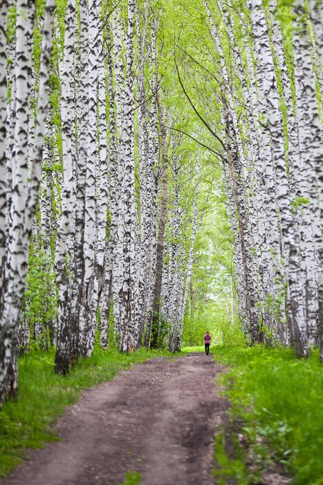 Fotobehang Laan met berken