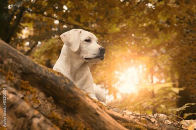 Fotobehang Labrador in het herfstlandschap - hondenfotografie