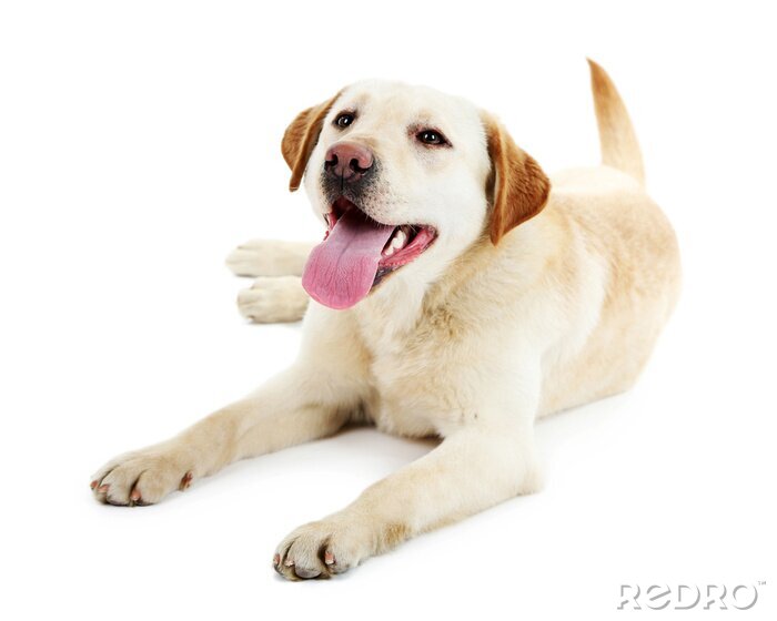 Fotobehang Labrador met hangende tong