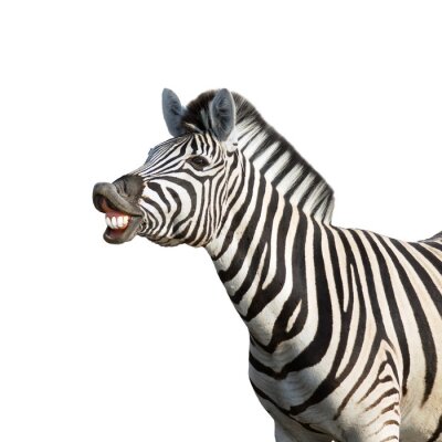 Lachen Zebra