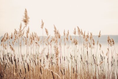Fotobehang Lakeside met gras