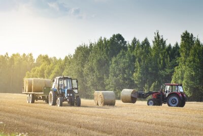 Fotobehang Landbouwmachines op een afgeschuind gouden veld verplaatst balen hooi na het oogsten van graan gewassen. Tractor laadt balen hooi op aanhangwagen. Oogstconcept.