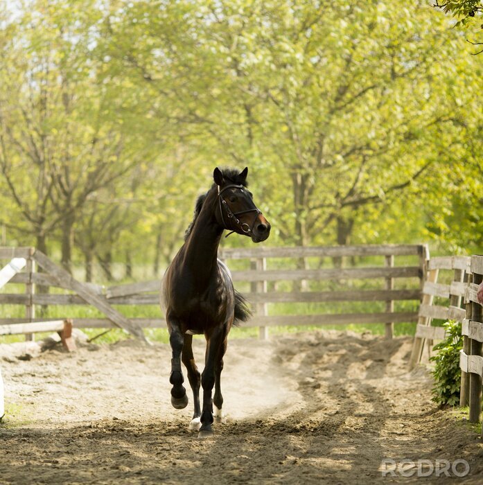 Fotobehang Landelijk landschap met rennend paard