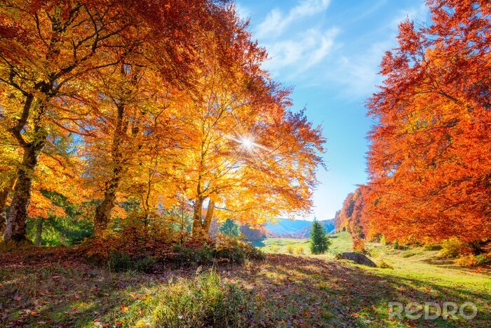 Fotobehang Landscape of Autumnal forest with real sun and orange trees on meadow
