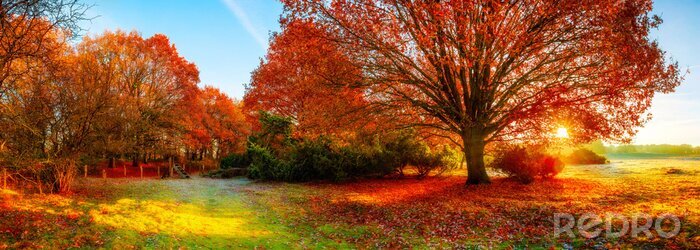 Fotobehang Landschap in de herfst met grote eikeboom