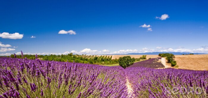 Fotobehang Landschap lavendel en lucht