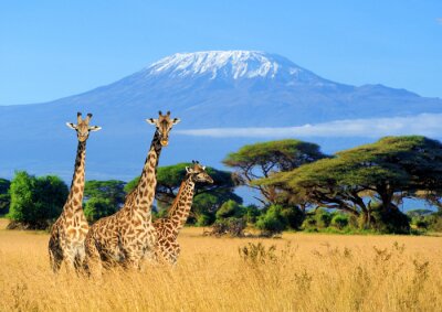 Fotobehang Landschap met dieren in Kenia