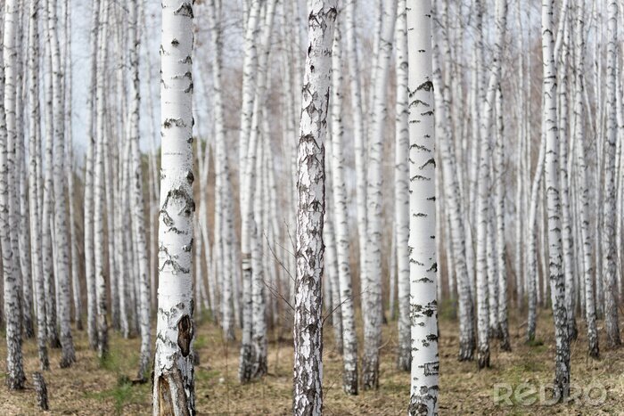 Fotobehang Landschap met een berkenbos