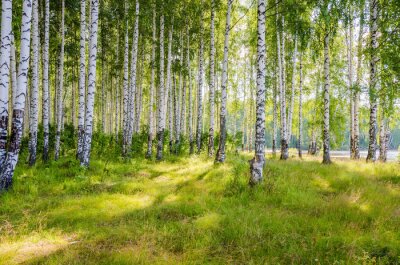 Fotobehang Landschap met een berkenbos