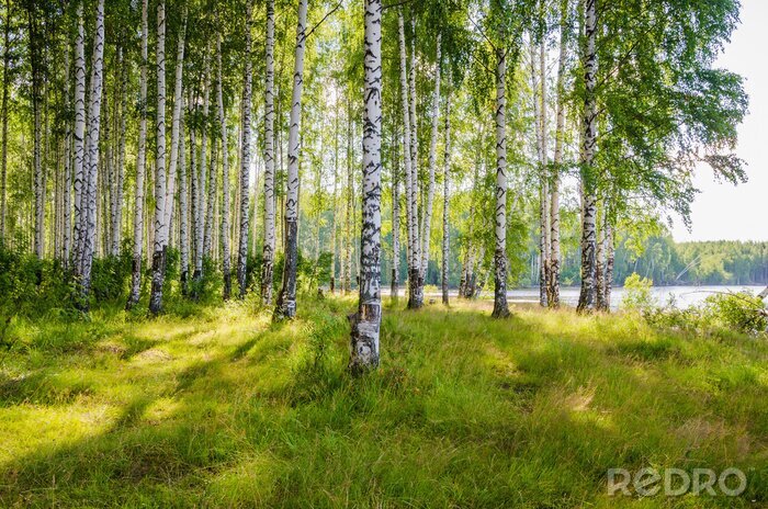 Fotobehang Landschap met een berkenbos aan de rivier
