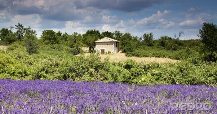 Fotobehang Landschap met een gebouw en lavendel