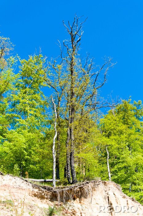 Fotobehang Landschap met een groen bos
