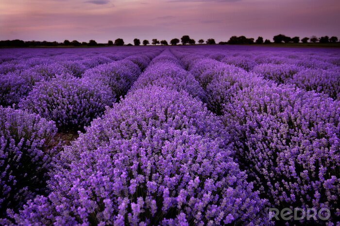 Fotobehang Landschap met een lavendelplantage