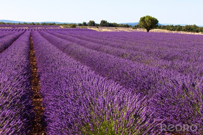 Fotobehang Landschap met een lavendelveld