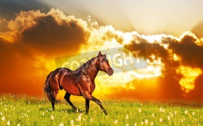 Fotobehang Landschap met een paard en zonsondergang