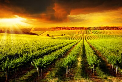 Landschap met een wijngaard bij zonsondergang