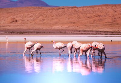 Fotobehang Landschap met flamingo's in het water