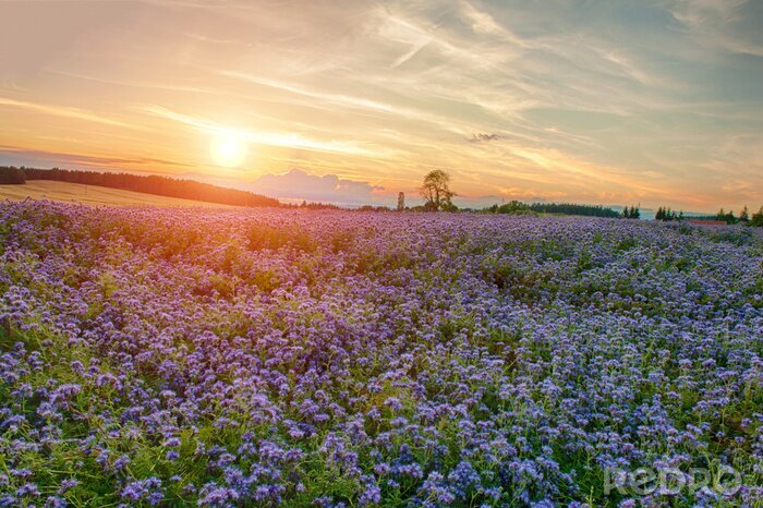 Fotobehang Landschap met lavendel