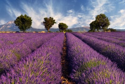 Fotobehang Landschap met lavendel en bergen