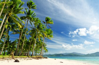 Fotobehang Landschap met palmbomen en de zee