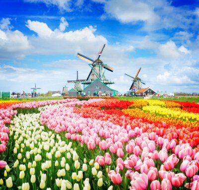 Fotobehang Landschap met tulpen en oer-Hollandse windmolens