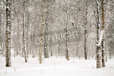 Fotobehang Landschap van berken in de sneeuw