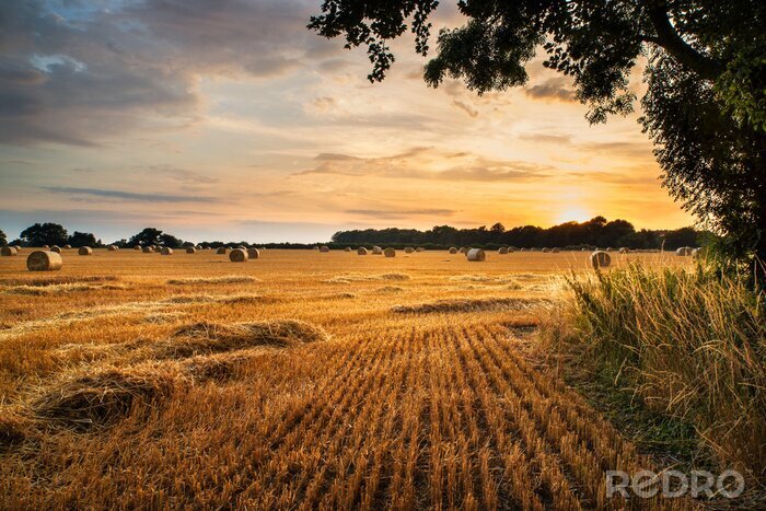 Fotobehang Landschap van een veld bij zonsondergang