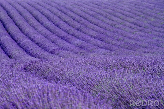 Fotobehang Landschap van gecultiveerde lavendel