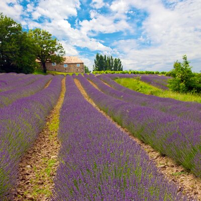 Landschap van velden met lavendelbloemen