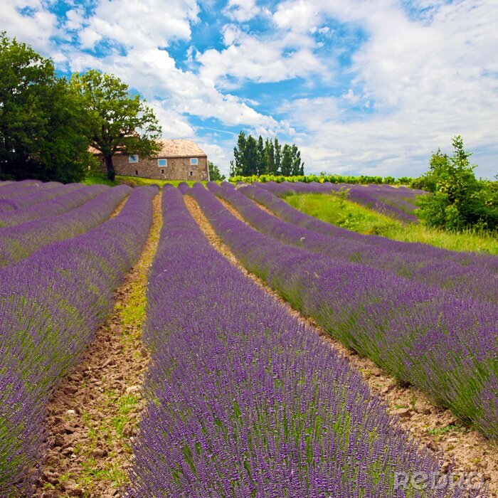 Fotobehang Landschap van velden met lavendelbloemen