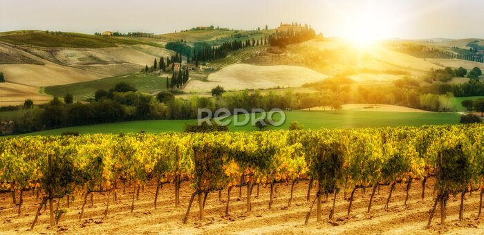 Fotobehang Landschap van wijngaarden in Toscane