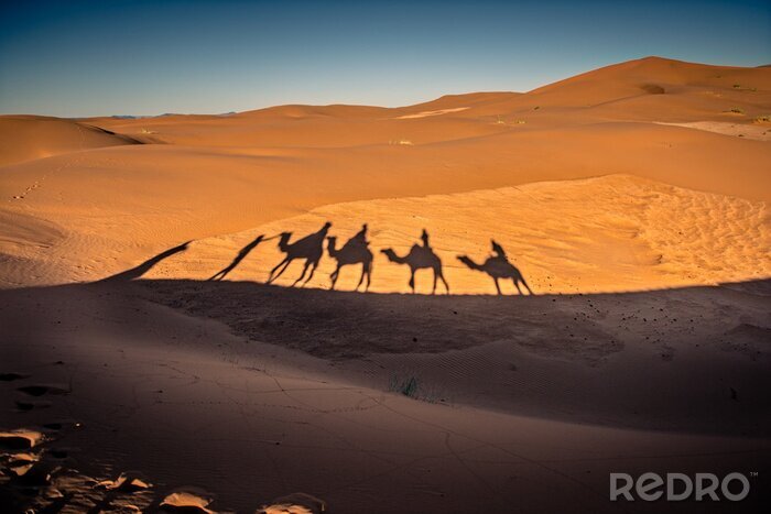 Fotobehang Lange schaduwen van de kameel caravan in de woestijn